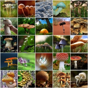 mushroom-mosaic